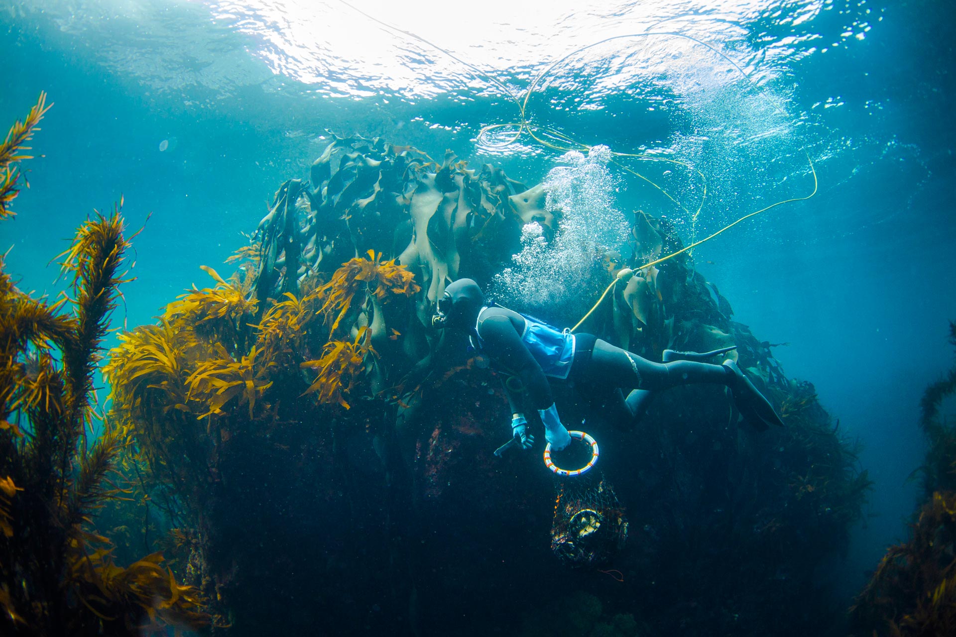 Candy Abalone Wild Tasmanian Dried Abalone
