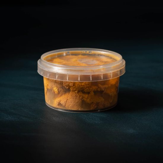 Long Spine Sea Urchin