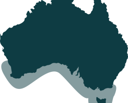 Australian Abalone